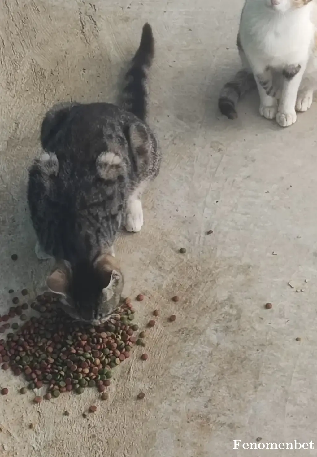 Guzzu1 tarafından paylaşılan fotoğraf