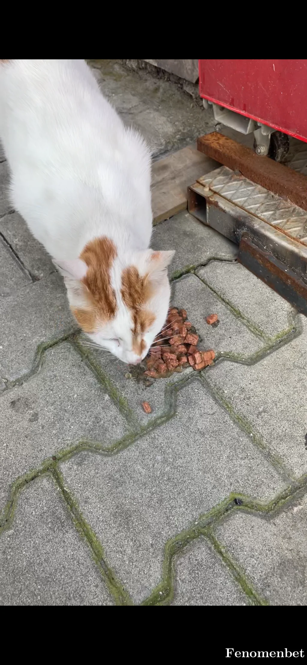 Boss1907 tarafından paylaşılan fotoğraf