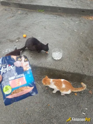 Sokak hayvanı besleme: Mahalle kedilermize mama ve su verdim #fenomenpet