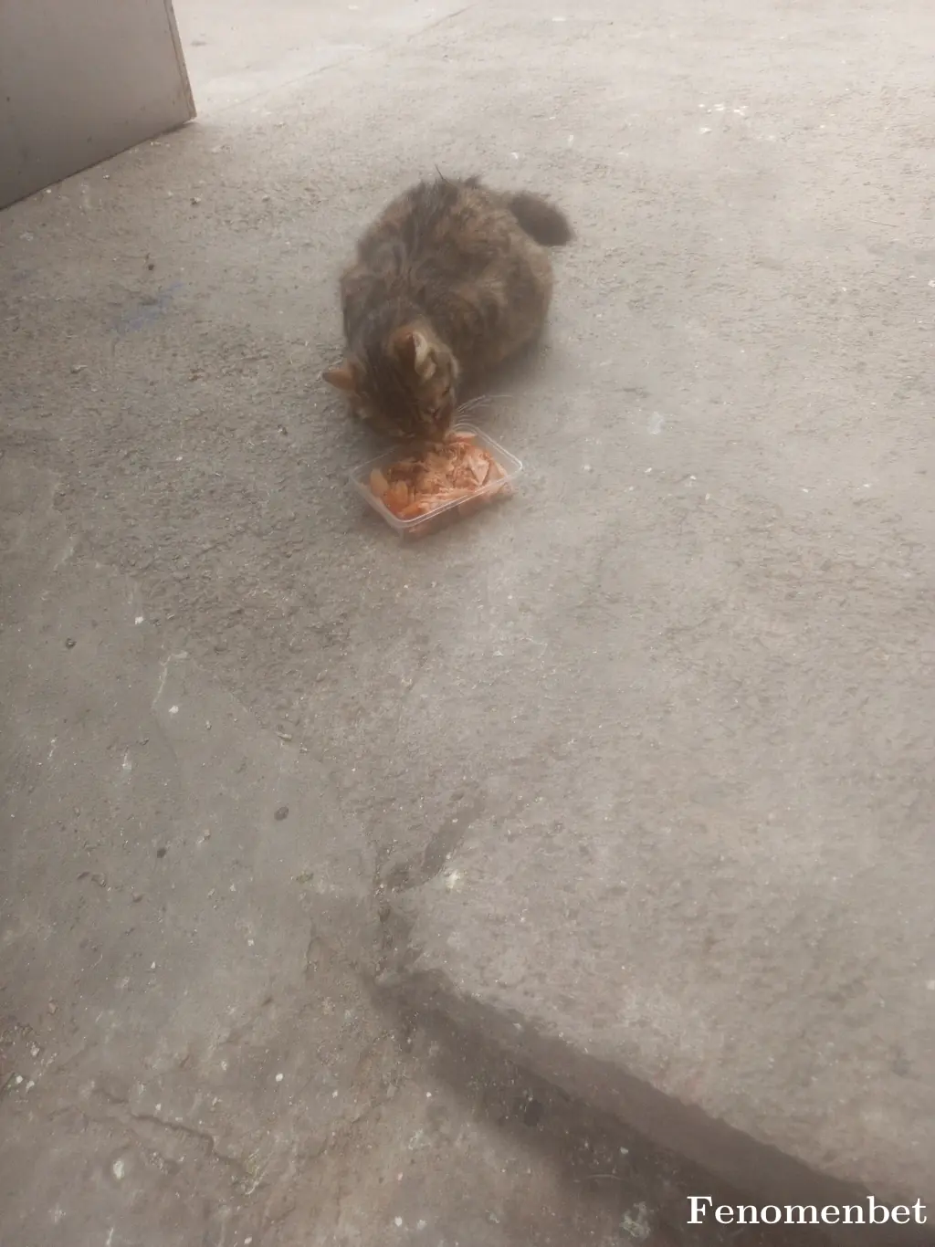 Kenan60 tarafından paylaşılan fotoğraf