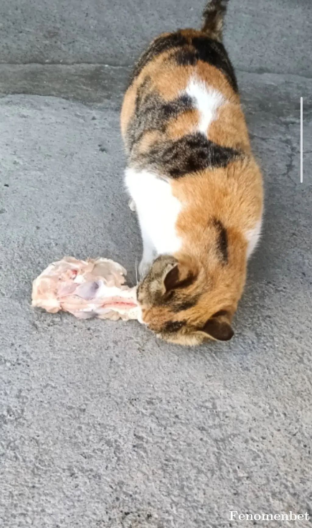 Karanfil0101  tarafından paylaşılan fotoğraf