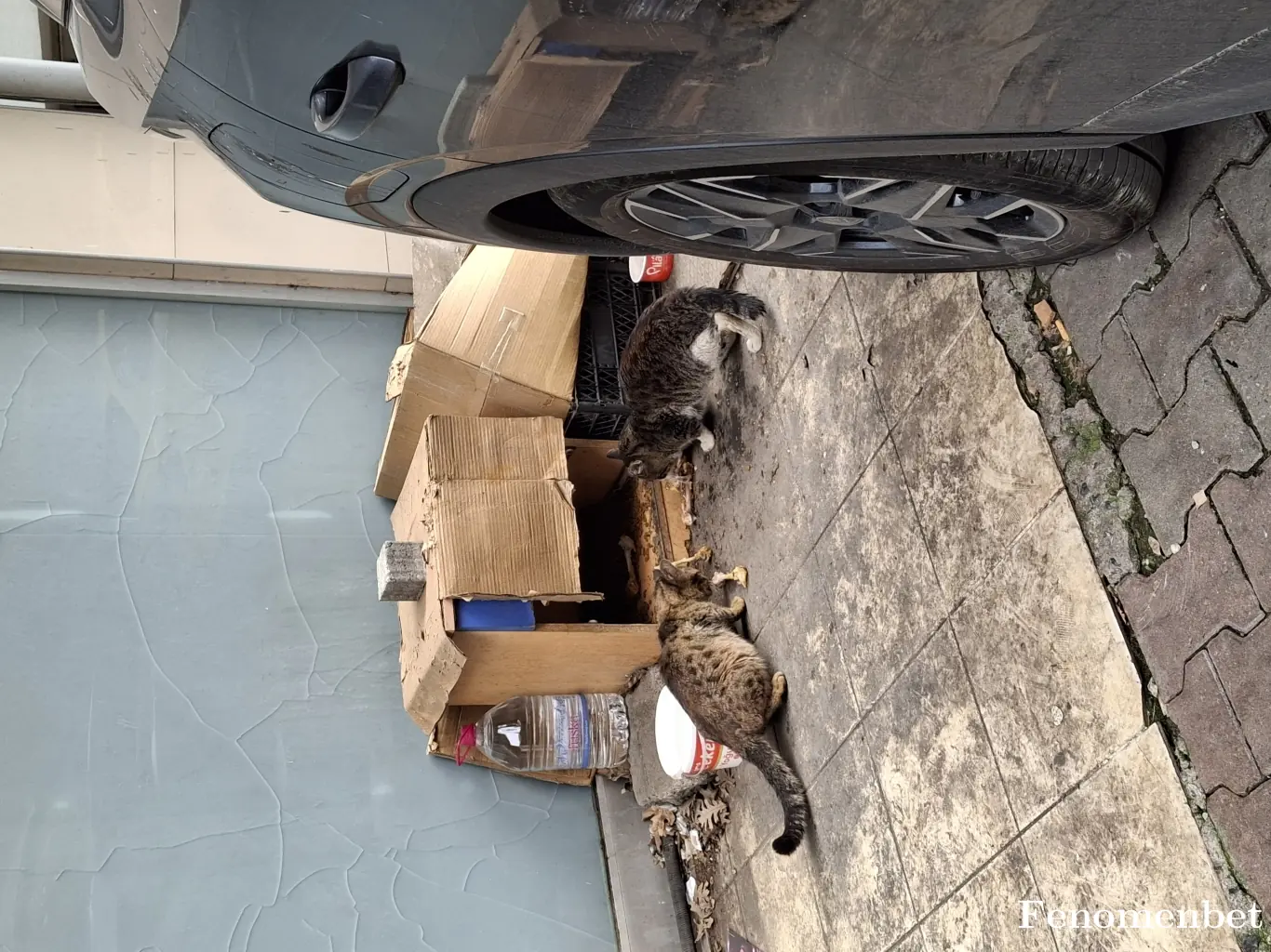 Ekselanss1905 tarafından paylaşılan fotoğraf