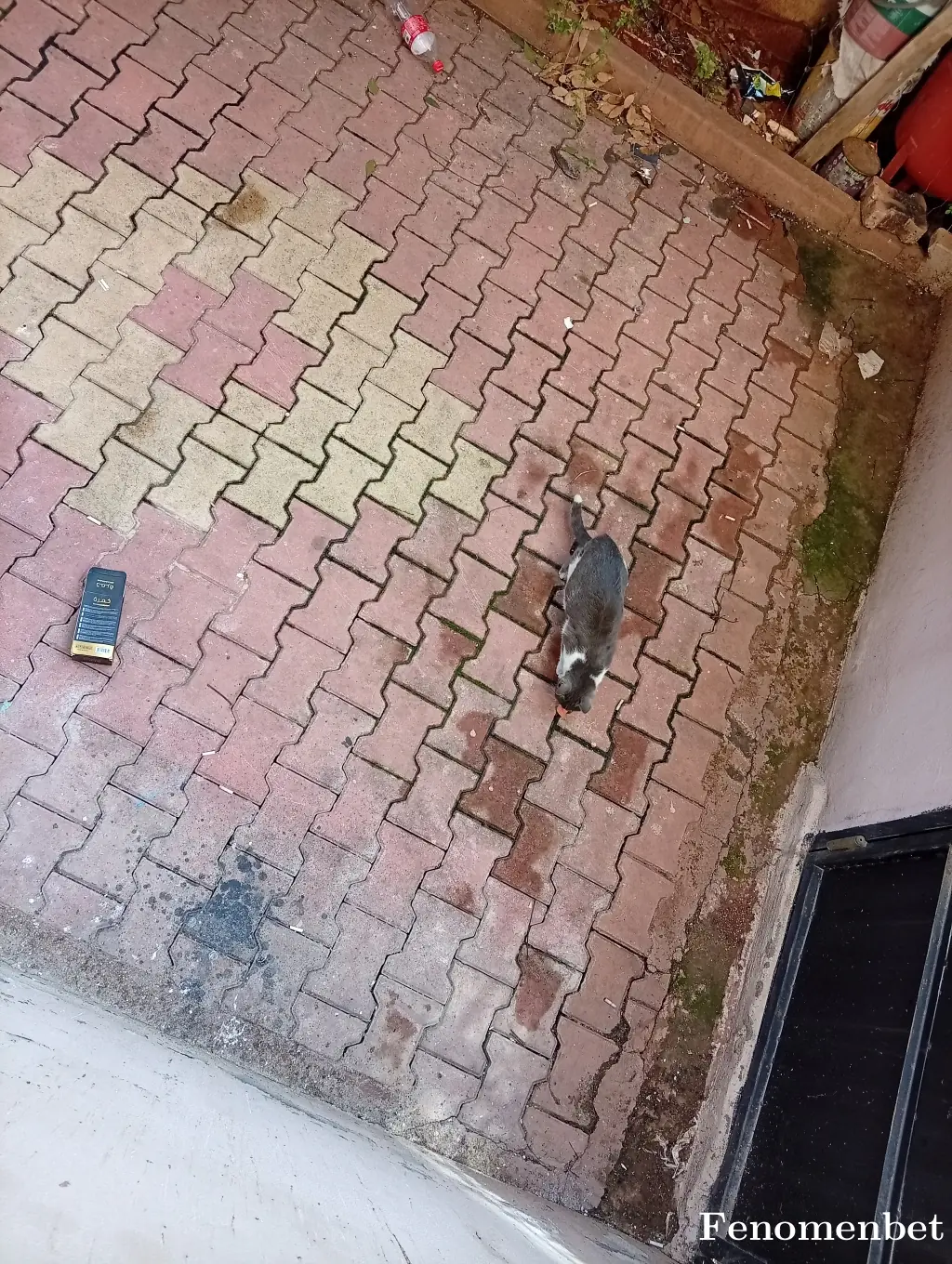 Cizreli7373 tarafından paylaşılan fotoğraf