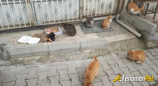 Sokak hayvanı besleme: #fenomenpet #patidostu