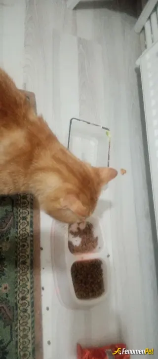 Sokak hayvanı besleme: Bulduğumda vip hastalığına yakalanmıştı ölmek üzere idi veterinere götürdüğünde yaşamaz dediler fakat 9 gün so