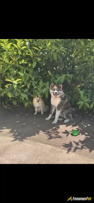 Sokak hayvanı besleme: Köpek parkındaki köpeklere su ve mama verdim.