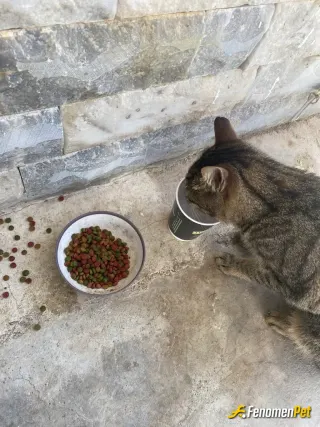 Sokak hayvanı besleme: Çalıştığım yere mama kaplarına koyuyorum mama ve su. Bu dostumuz ve iki arkadaşı gelip besleniyorlar pazar gün