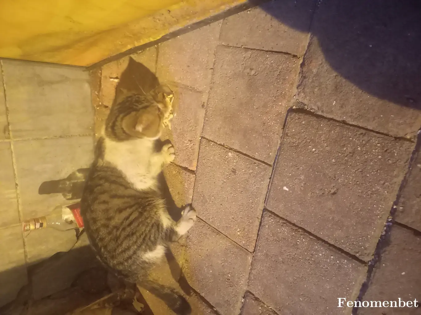 onurcan6565 tarafından paylaşılan fotoğraf