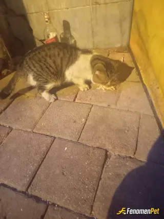 Sokak hayvanı besleme: Severek beslerjm