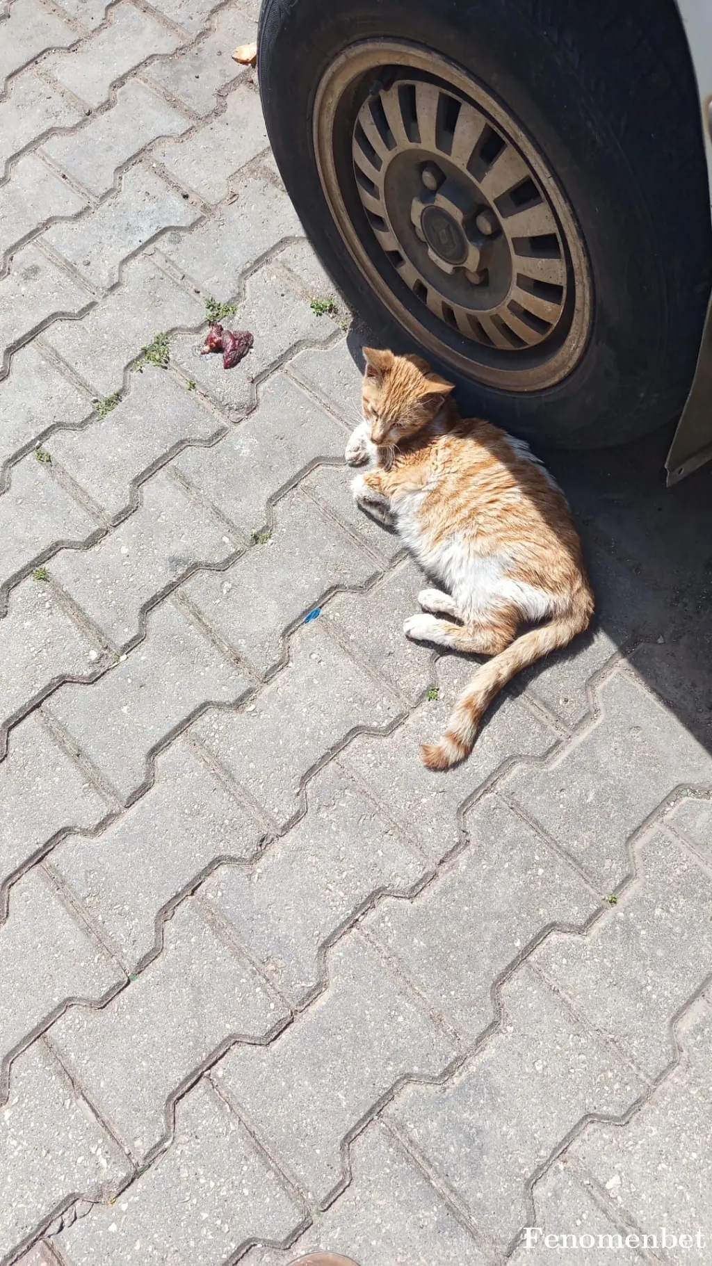 ilkersumeyye tarafından paylaşılan fotoğraf