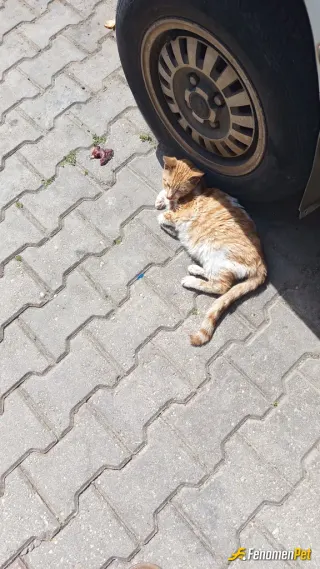 Sokak hayvanı besleme: Marketten kedi maması aldım