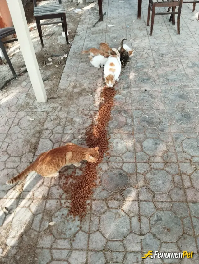 Sokak hayvanı besleme: #Fenomenpetpatidostu