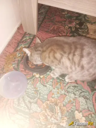 Sokak hayvanı besleme: Mama ve su kapılarını dolduruyorum mahallede ki sahip siz kedi ve köpeklerin