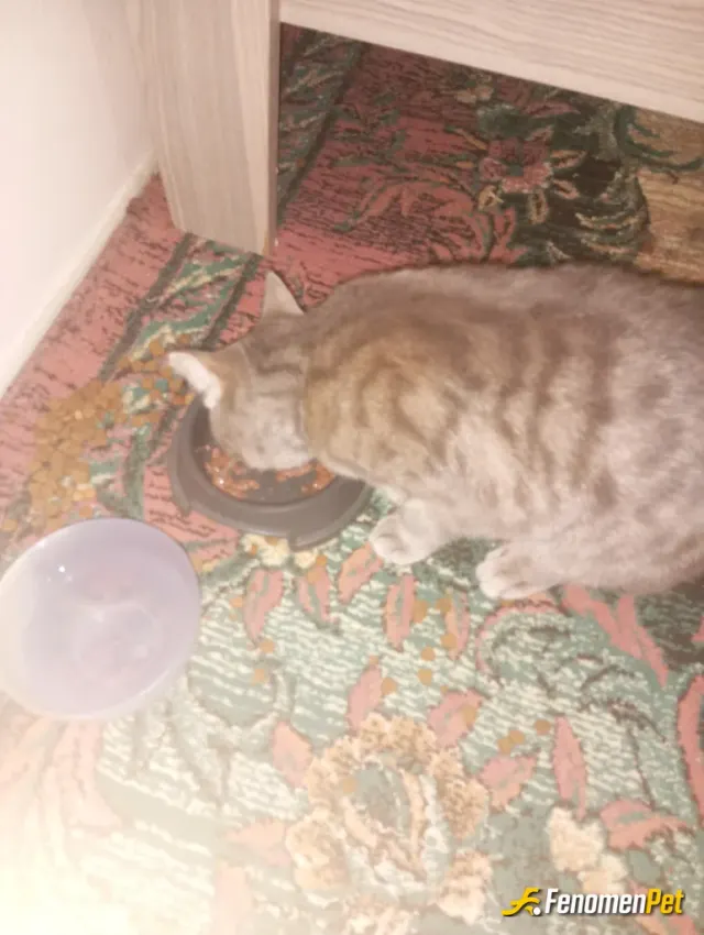 Sokak hayvanı besleme: Mama ve su kapılarını dolduruyorum mahallede ki sahip siz kedi ve köpeklerin