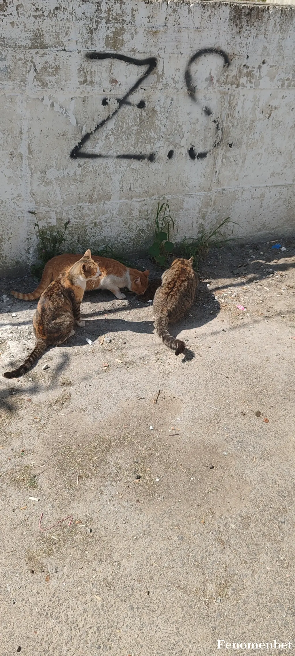 Kadir-84 tarafından paylaşılan fotoğraf