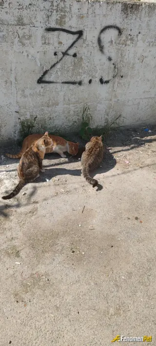 Sokak hayvanı besleme: Mahallemizdeki canları besledik