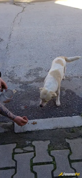 Sokak hayvanı besleme: Hergun sokak takı kedi köpek hepsi tanır beni