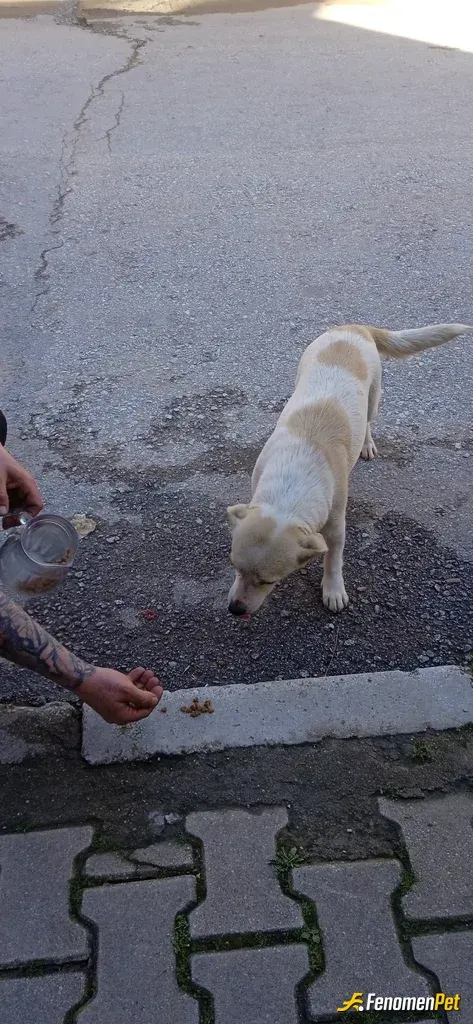 Sokak hayvanı besleme: Hergun sokak takı kedi köpek hepsi tanır beni