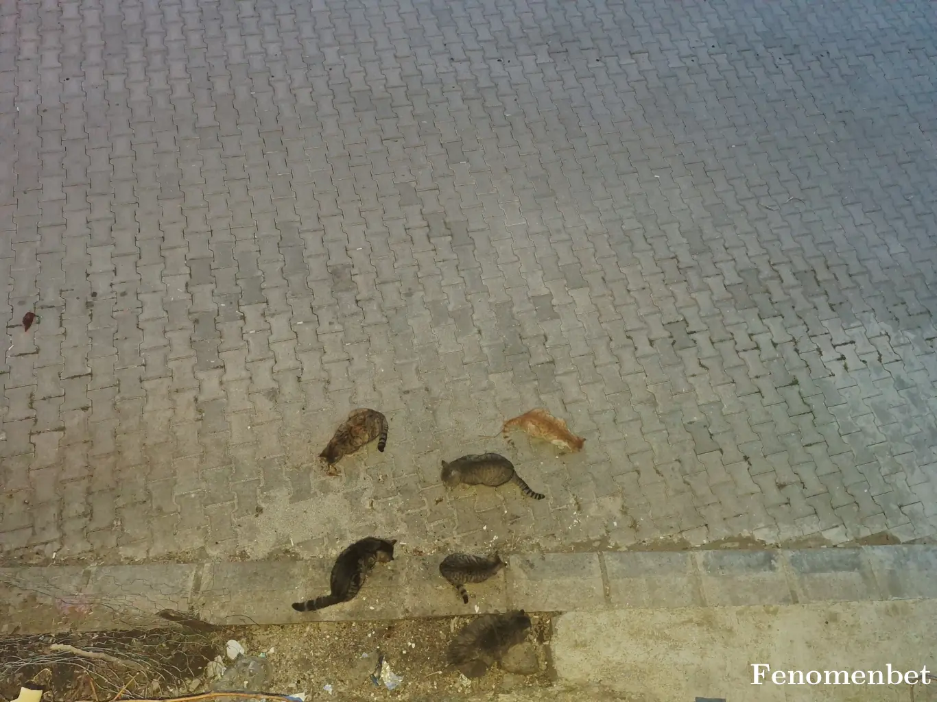 Hakan0303 tarafından paylaşılan fotoğraf