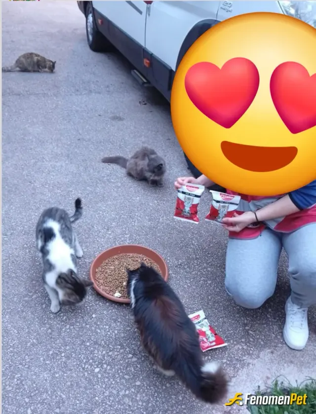 Sokak hayvanı besleme: Elimizden geldiğince mama, kalan yemekleri kapının önüne koymaya dikkat ediyoruz.