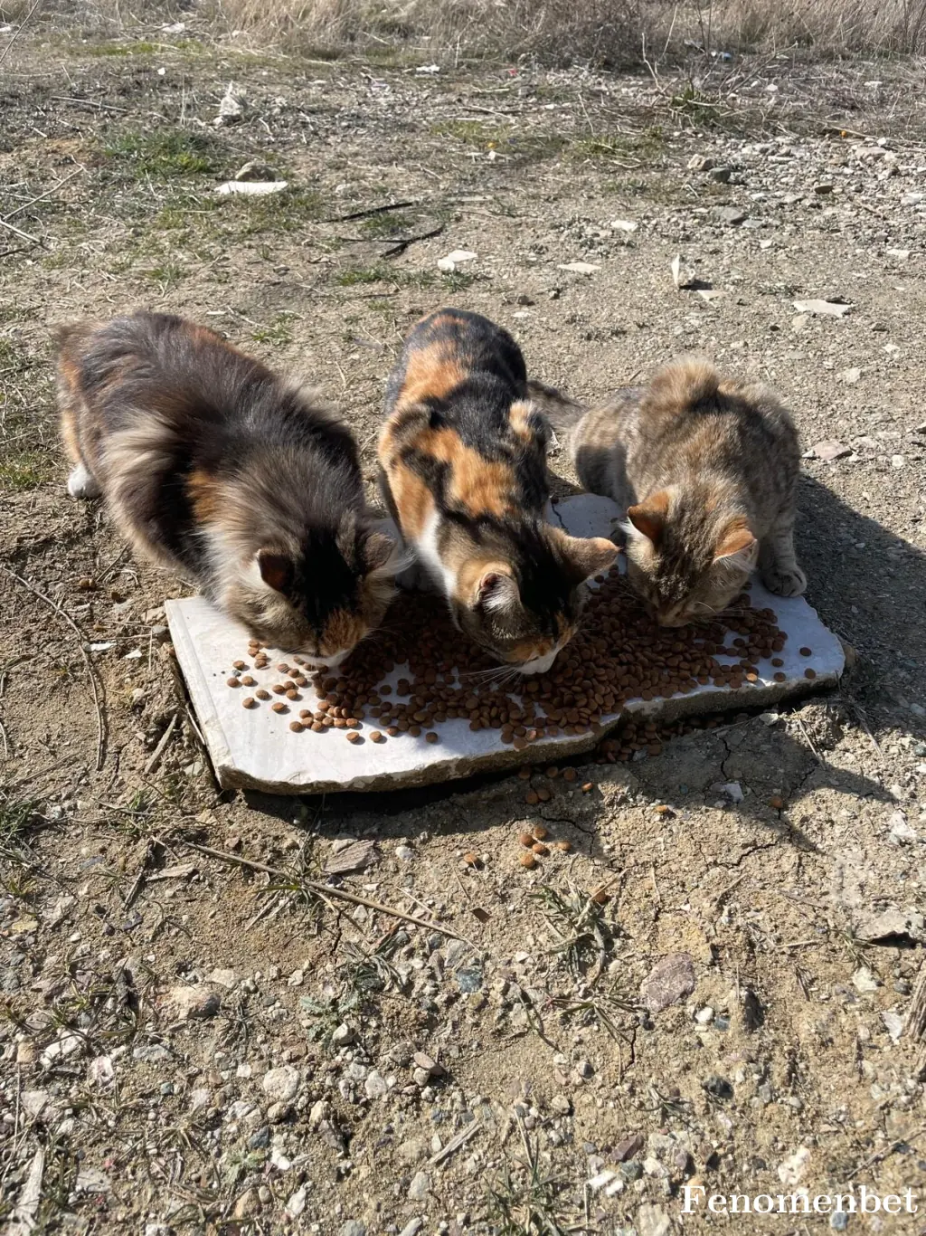 Cain17 tarafından paylaşılan fotoğraf