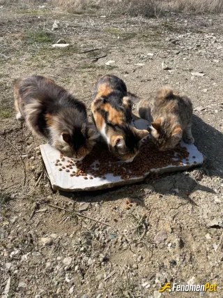 Sokak hayvanı besleme: yol kenarında gördüğüm kediler