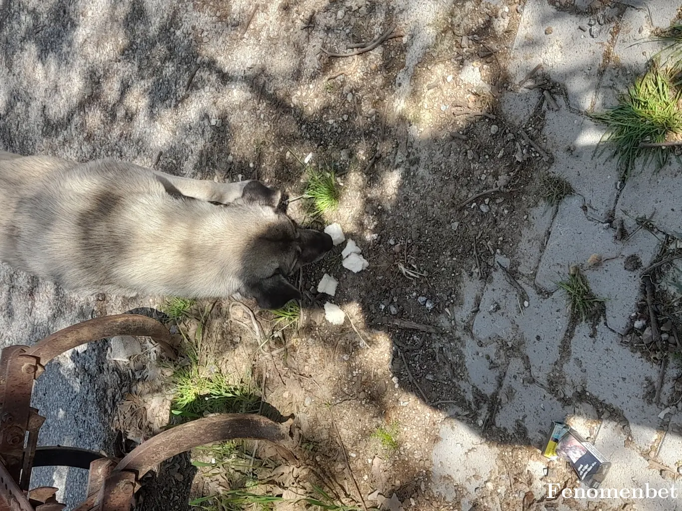 Kado9900 tarafından paylaşılan fotoğraf