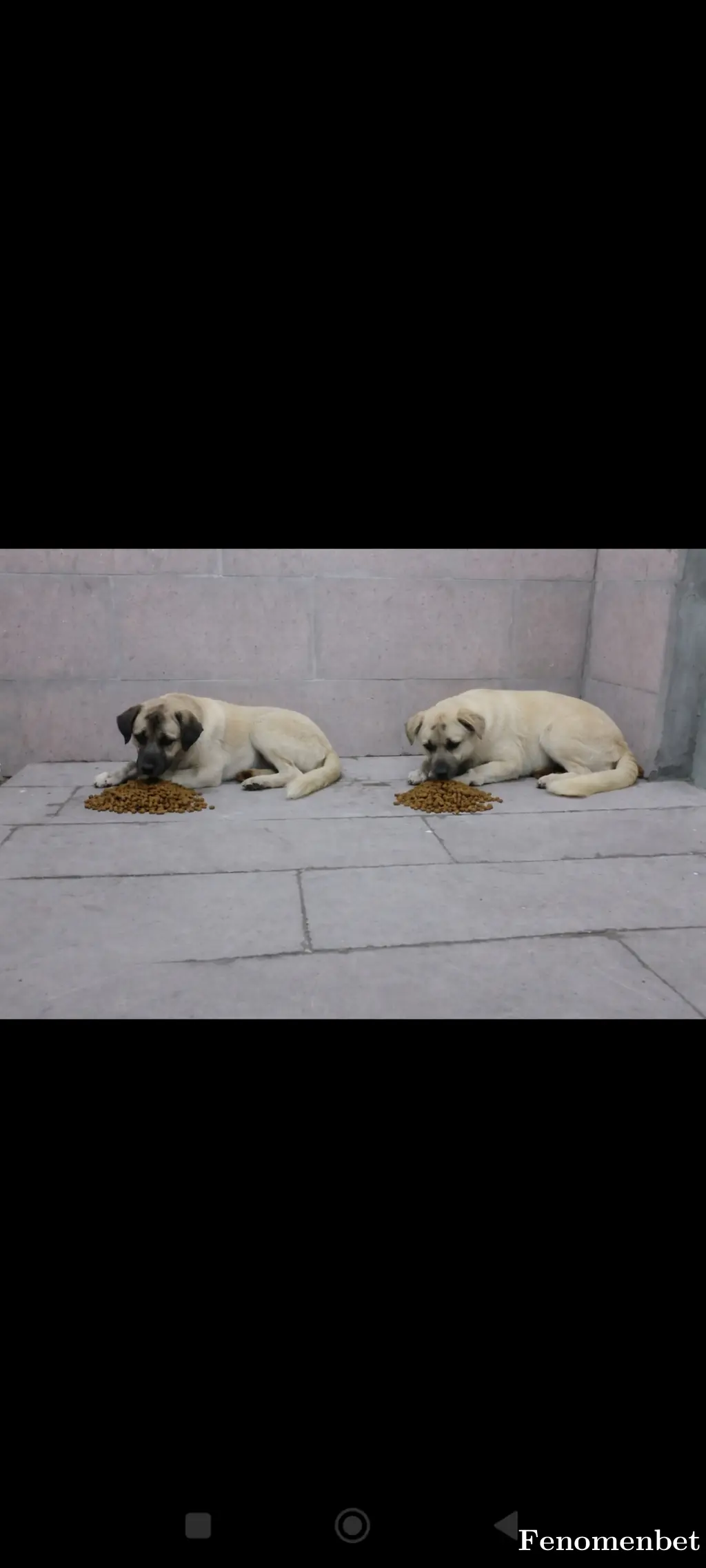 Ordulu5252 tarafından paylaşılan fotoğraf