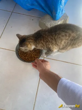 Sokak hayvanı besleme: Yavru Kedi Besliyorum..
