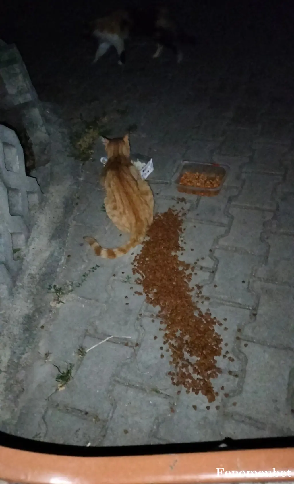 melmolita tarafından paylaşılan fotoğraf