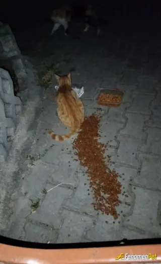 Sokak hayvanı besleme: Nasiplensin yavrucaklar bonusuda alırsak bi mama parası daha çıkar
not: düzenli hayvan besliyorum site sorum