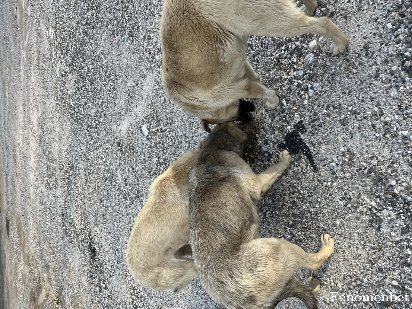 evognss16 tarafından paylaşılan fotoğraf