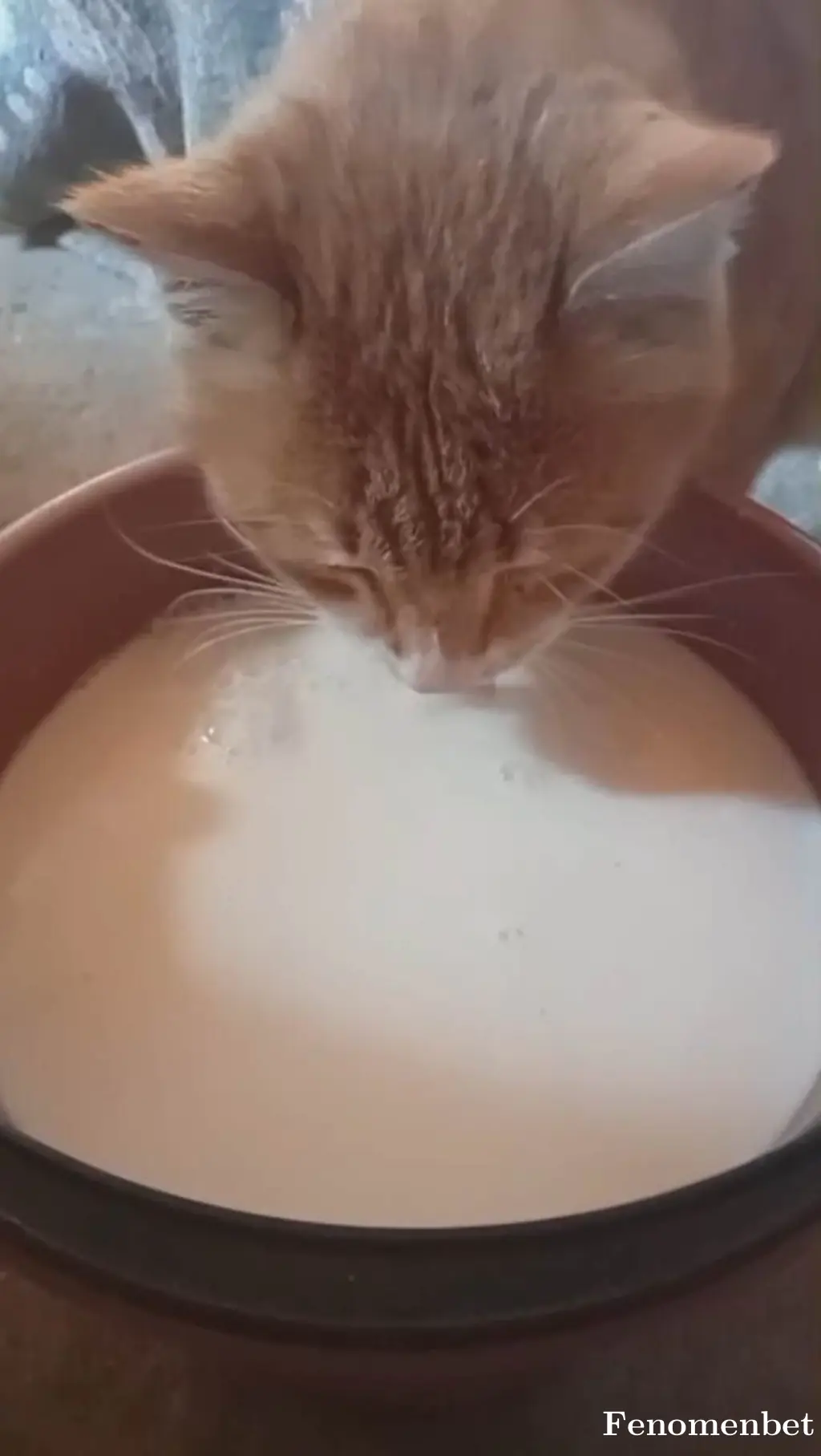 Toroldu tarafından paylaşılan fotoğraf