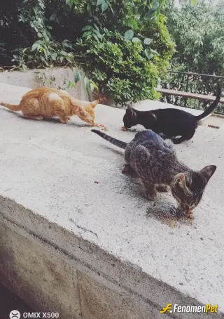 Sokak hayvanı besleme: #Fenomenpet fenomenbete teşekkürlerimi sunmak isterim bunlar için en azından bir tas mamaya vesile oldukları
