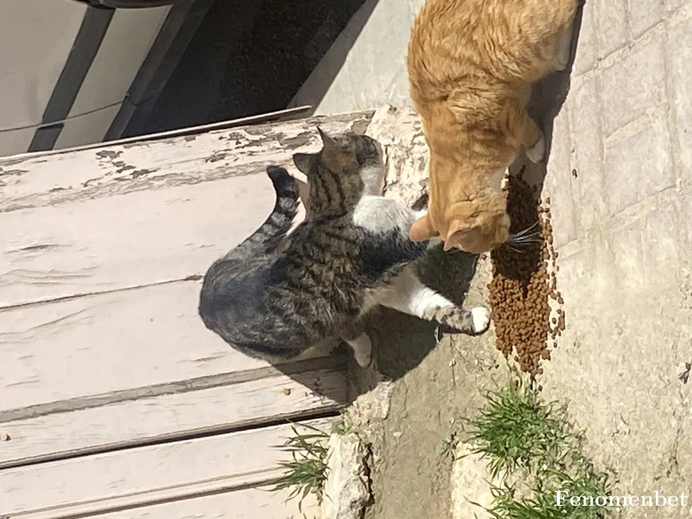 zigovvia tarafından paylaşılan fotoğraf