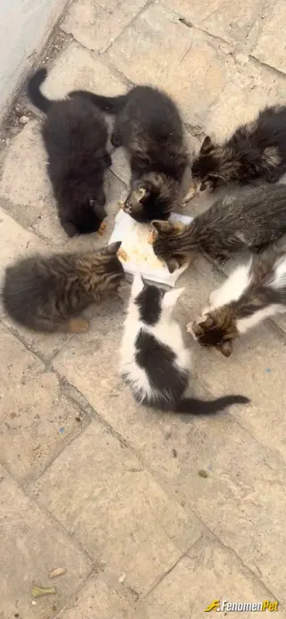 Sokak hayvanı besleme: Toplu besleme şenliği :)