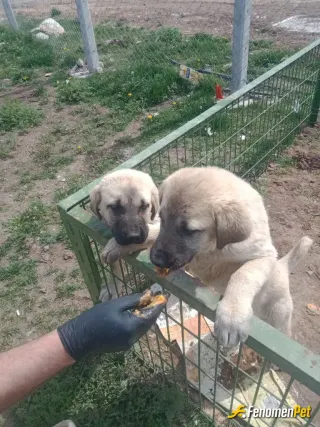 Sokak hayvanı besleme: #Fenomenpet mamalarımızı alıyor!
 4 kardeştiler 2sini sahiplendiler 2si bizde kaldı. Sena ve Nevzat
