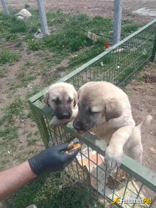 Sokak hayvanı besleme: #Fenomenpet mamalarımızı alıyor!
 4 kardeştiler 2sini sahiplendiler 2si bizde kaldı. Sena ve Nevzat