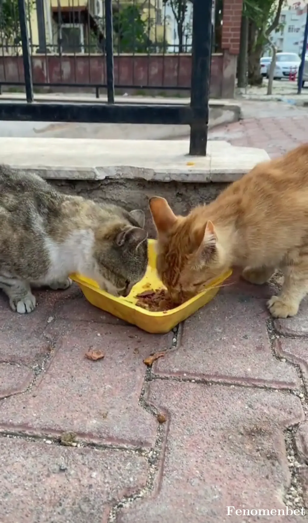 Seyit77 tarafından paylaşılan fotoğraf