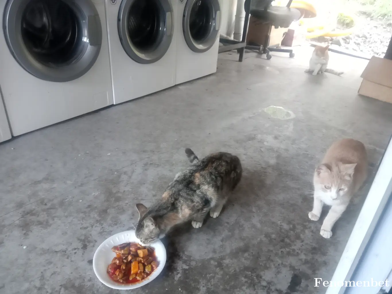 Fuat6161  tarafından paylaşılan fotoğraf