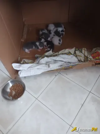 Sokak hayvanı besleme: Yavrular.