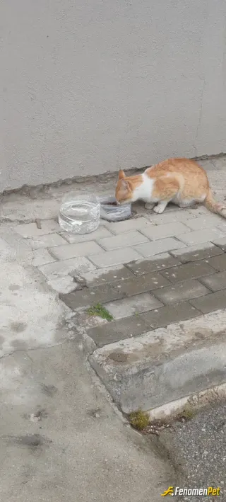 Sokak hayvanı besleme: Mahalledeki canları besliyoruz