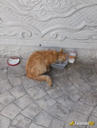 Sokak hayvanı besleme: Miyavsular için mama, su vakti 🐾 #Fenomenpet