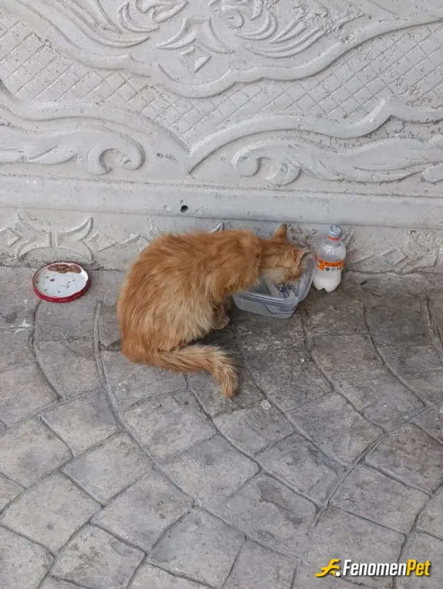 Sokak hayvanı besleme: Miyavsular için mama, su vakti 🐾 #Fenomenpet