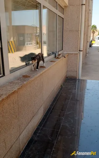 Sokak hayvanı besleme: Yine geldiler benim canlar..patikler