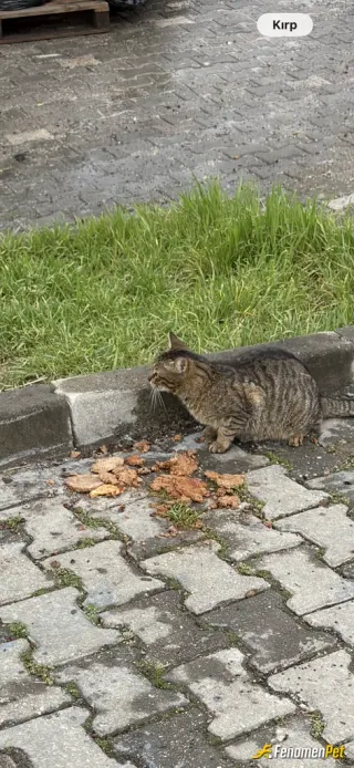 Sokak hayvanı besleme: Islak maması da tmm