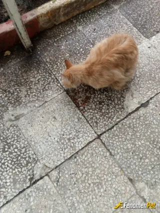 Sokak hayvanı besleme: Hayvanları seviyorux