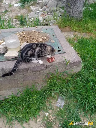 Sokak hayvanı besleme: Mümkünse park ve bahçelerde mama ve su kabı birakalim