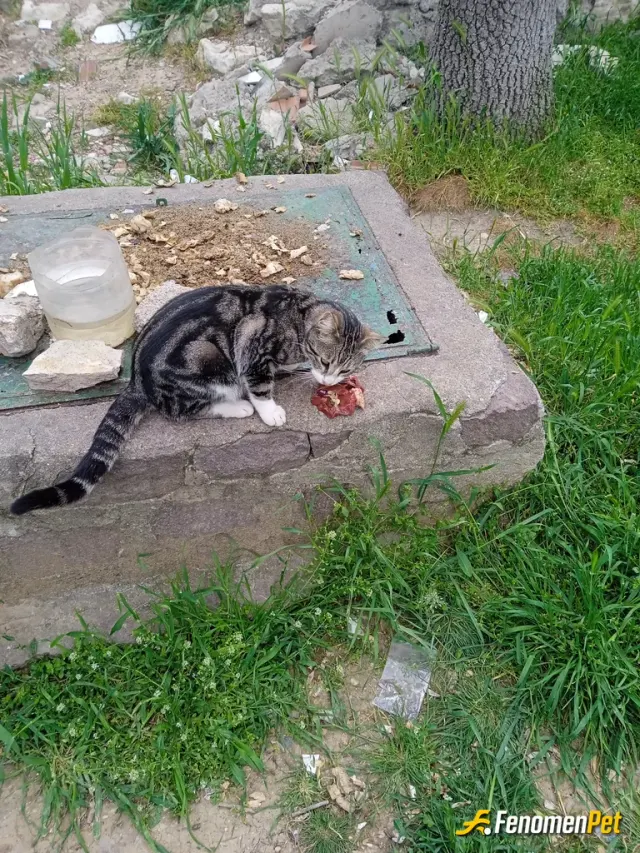 Sokak hayvanı besleme: Mümkünse park ve bahçelerde mama ve su kabı birakalim