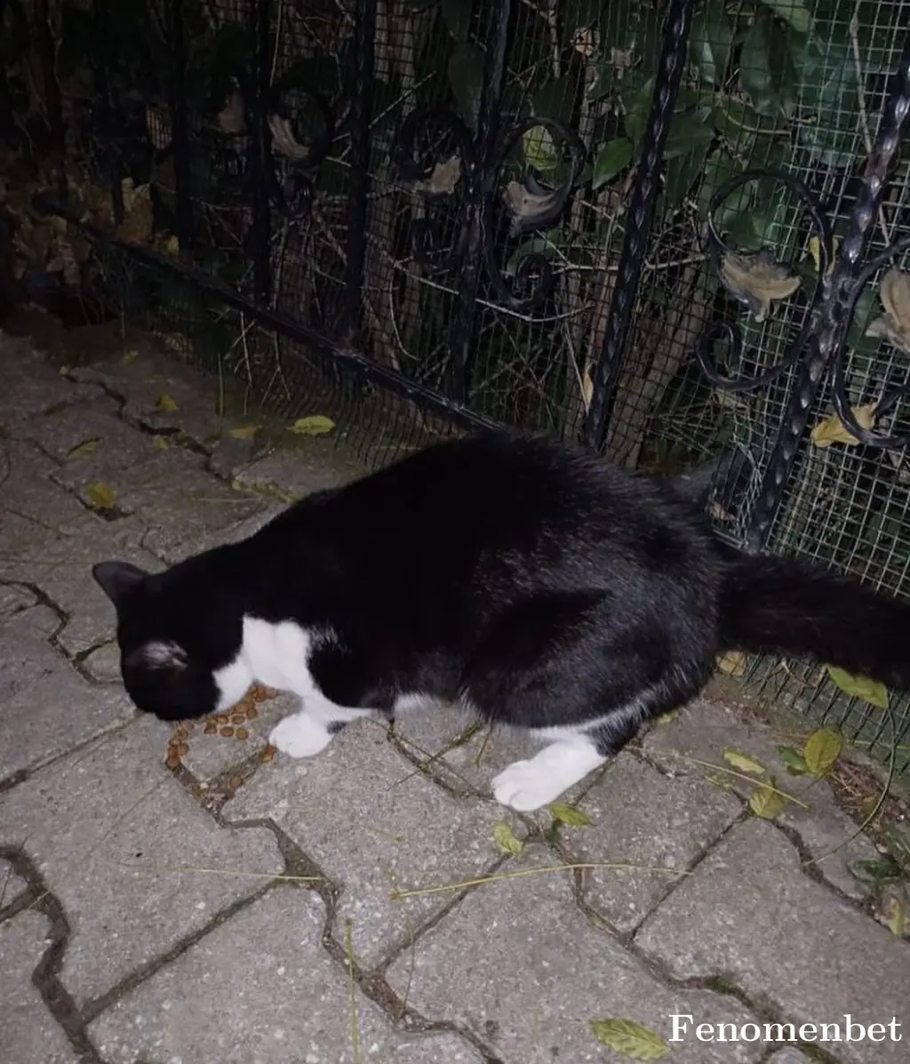 Bedirhancprz tarafından paylaşılan fotoğraf